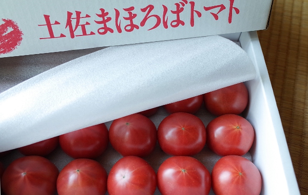 高知県産 土佐まほろばトマト 高級フルーツトマト 約1.5kg 16〜24個入り