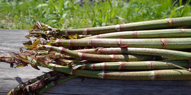 高知で愛される山菜 イタドリ の収穫と下処理 アク抜き 四方山商店