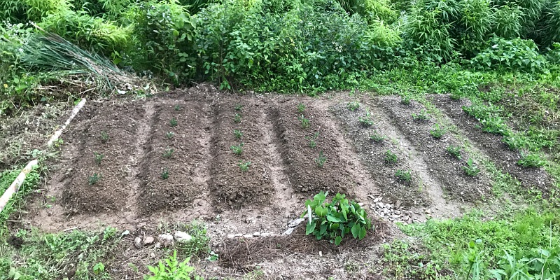 畝ってこうやってつくるんだ 今さら聞けない畝のつくり方 四方山商店